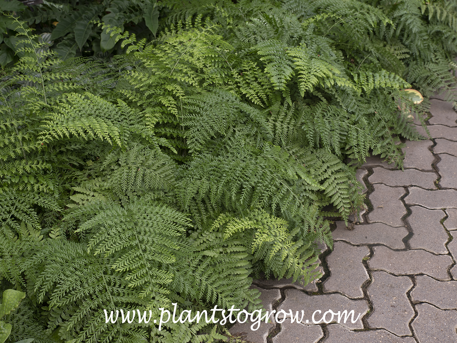 Hens and Chicks Fern (Asplenium bulbiferum)